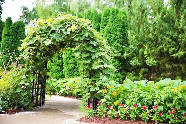 outdoor living space designs with climbing plants